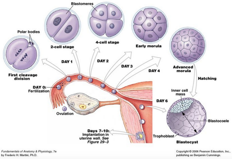 TFC臺北婦產(chǎn)科診所 生殖中心 TAIPEI FERTILITY CENTER-胚胎、胚胎著床、胚胎植入-李怡萱醫(yī)師-Implantation-20200522